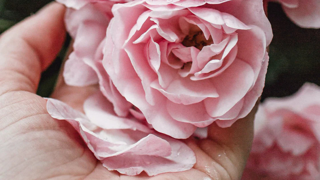 The Magic of Roses: Why Rose Oil is a Must-Have in Your Self-Care Routine